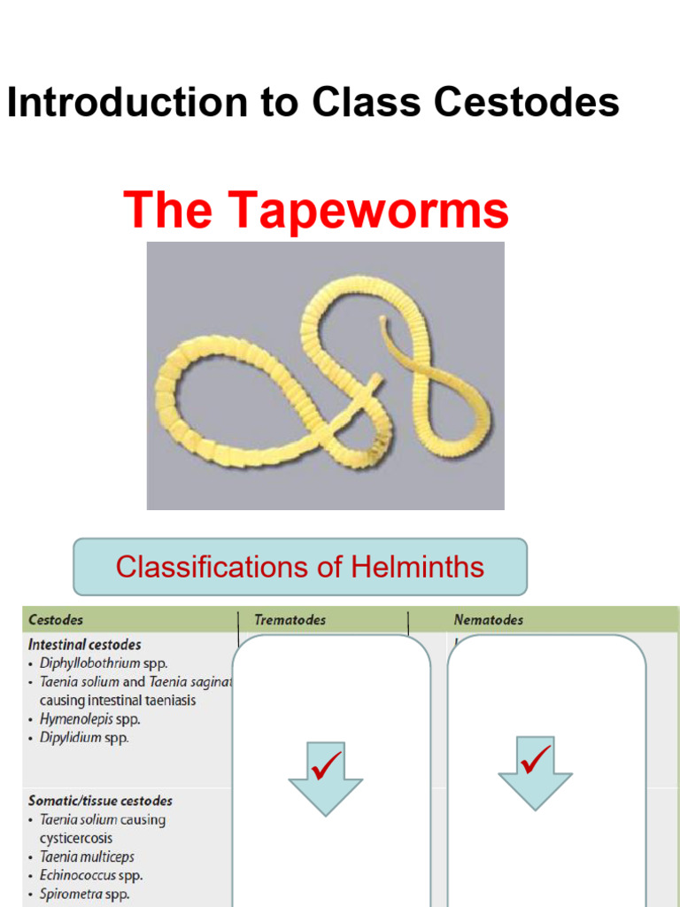 Overview of Cestodes: Tapeworms and Lifecycle | PDF | Clinical Medicine ...