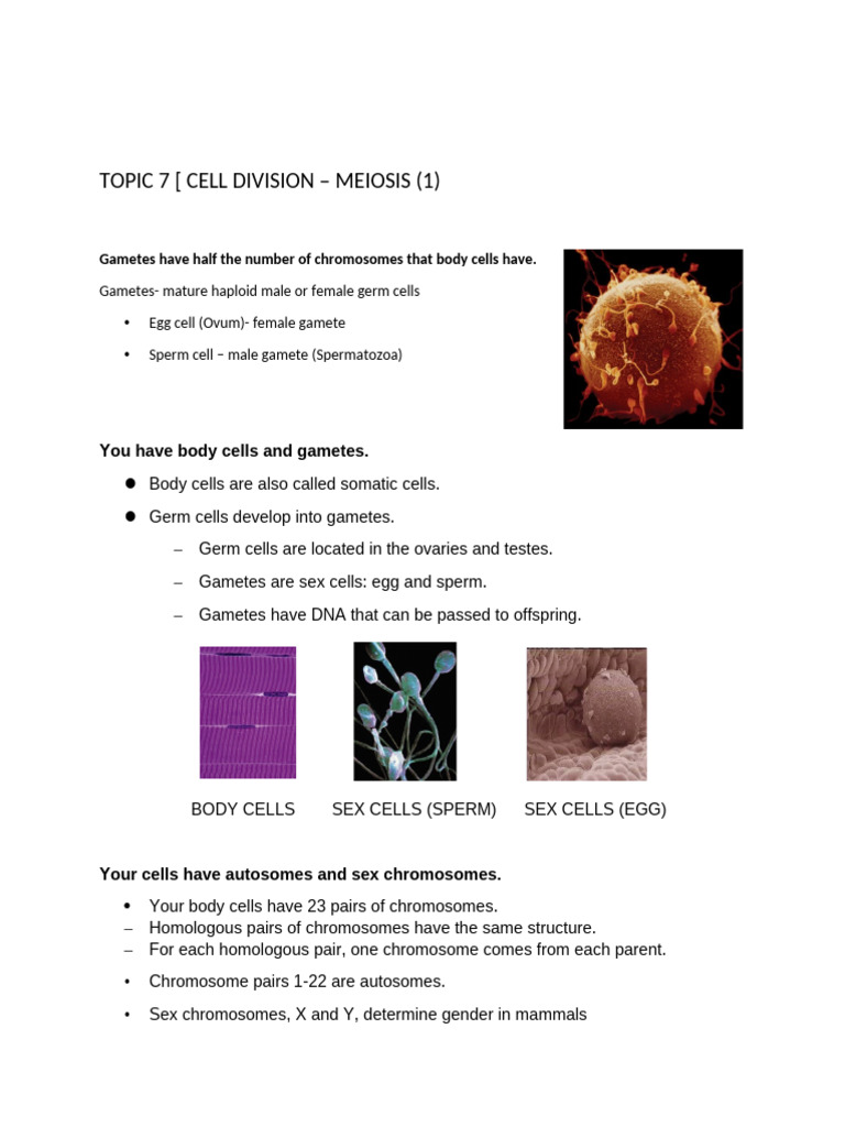 Topic 7 Cell Division PDF | PDF | Meiosis | Ploidy