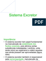 Sistema Excretor UNESP