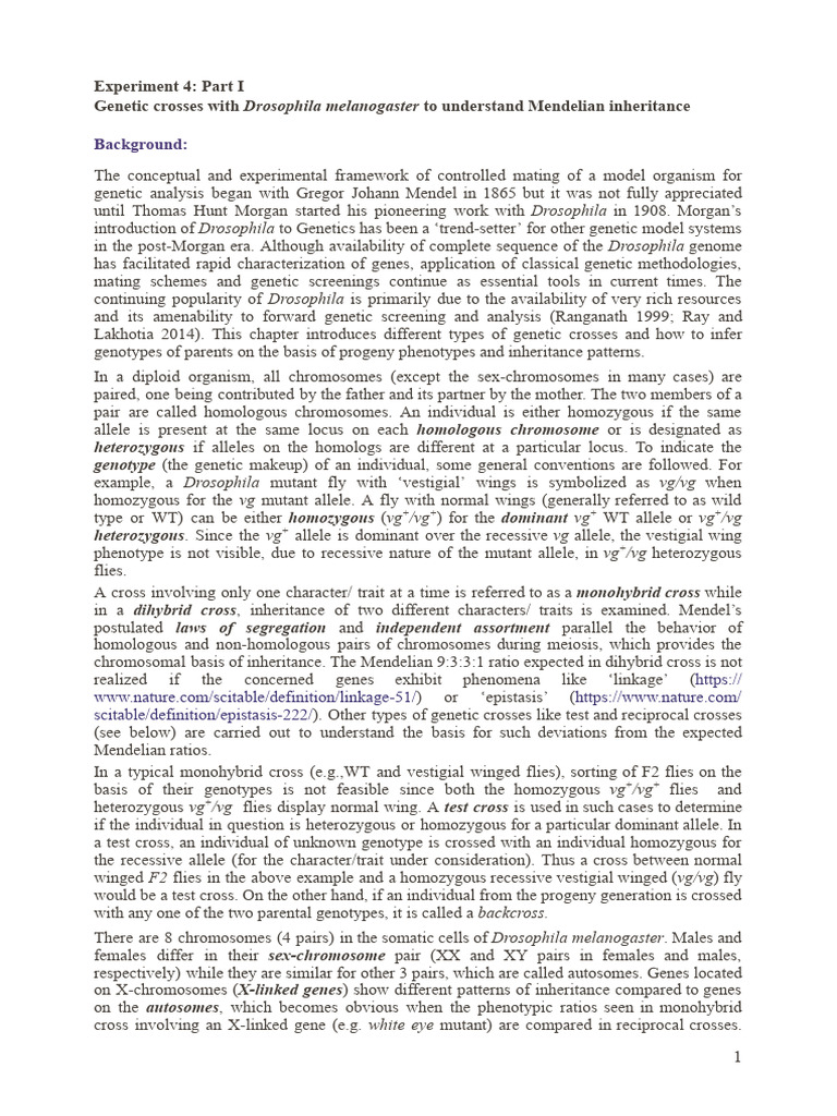 Drosophila Genetic Crosses Overview | PDF | Dominance (Genetics) | Zygosity