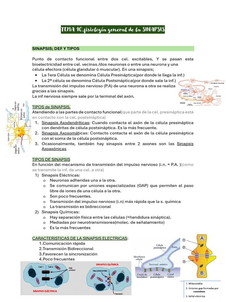 Fisiología de la Sinapsis: Tipos y Funciones | PDF | Sinapsis ...