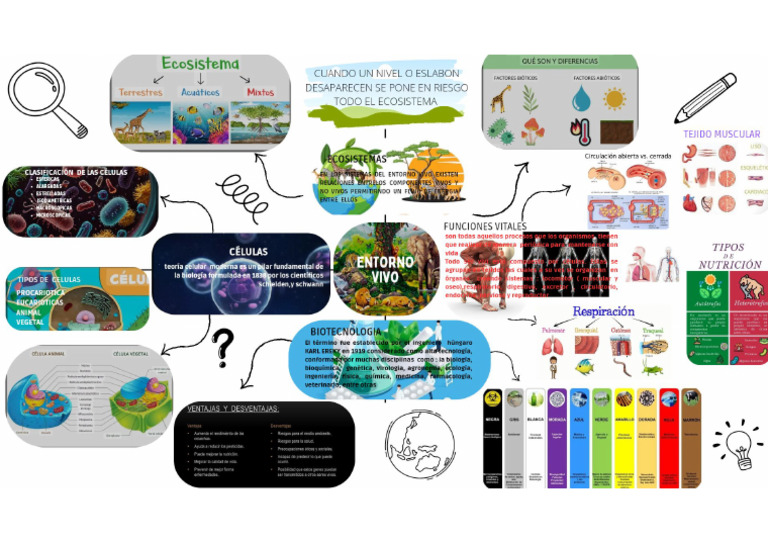 Mapa Mental 2 Entorno Vivo | PDF