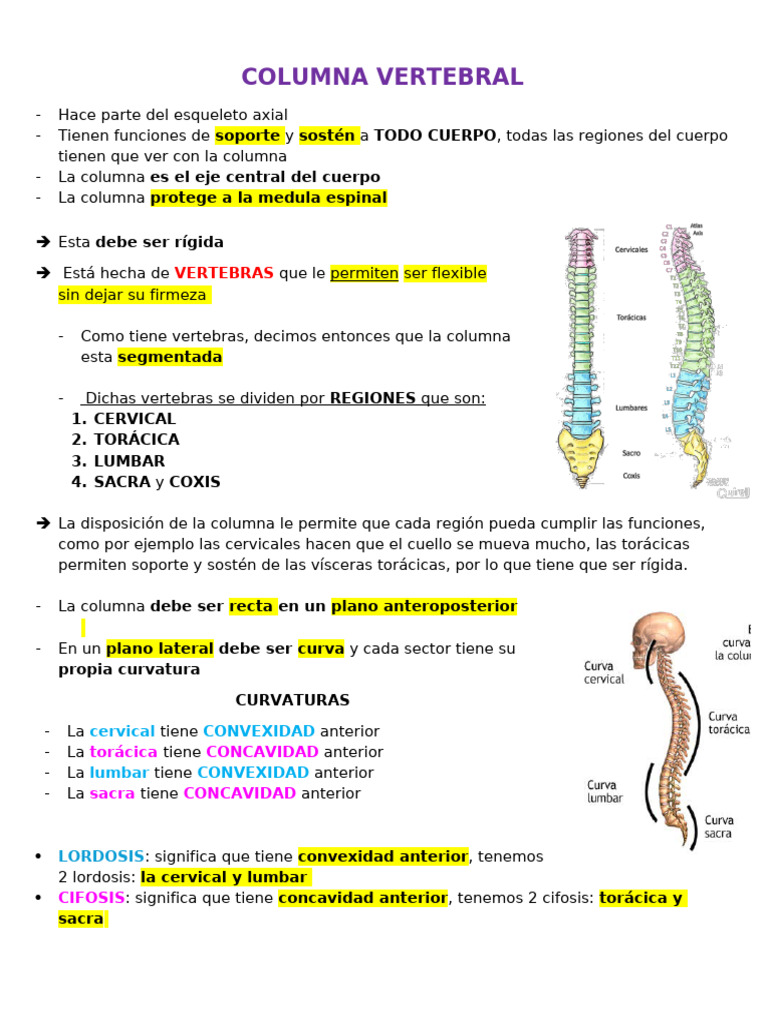 Estructura y Funciones de la Columna Vertebral | PDF | Vértebra | La ...