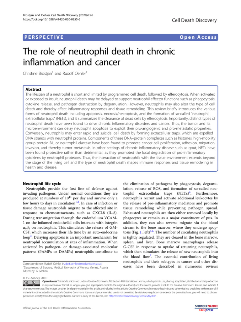 The Role of Neutrophil Death in Chronic | PDF | Apoptosis | Inflammation