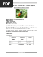 Download Insectos de Arroz Santos by Duval Terranova de Anchundia SN80274357 doc pdf