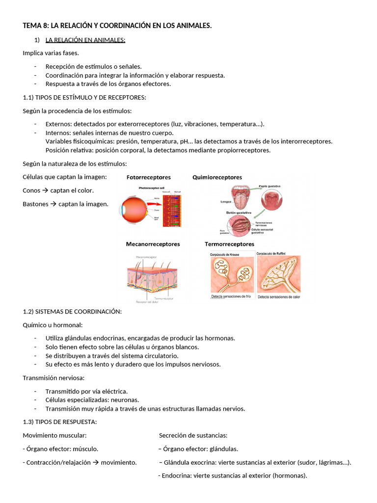 Coordinación y Relación en Animales | PDF | Sinapsis | Sistema nervioso