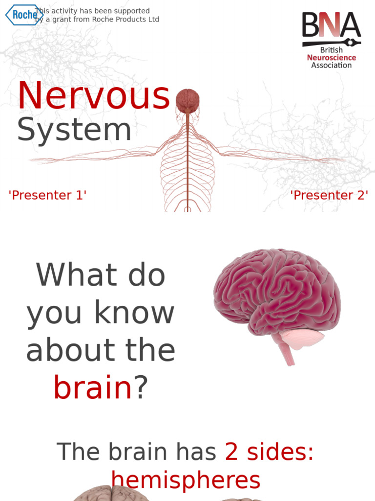 Secondary - Nervous System | PDF | Central Nervous System | Motor Neuron