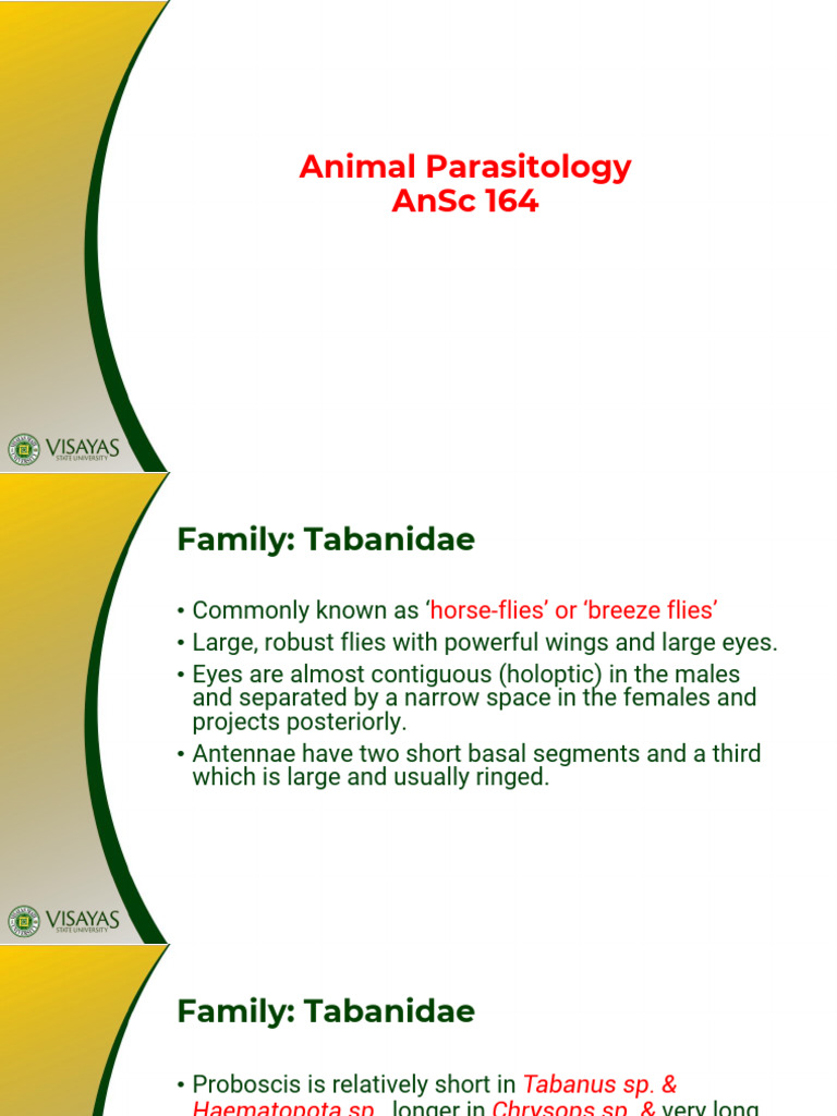 Tabanidae: Characteristics and Life Cycle | PDF | Fly | Insects