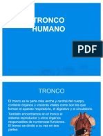 Anatomía del tronco humano en