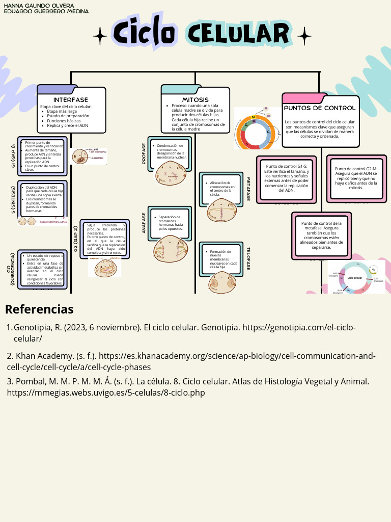 Fases y Puntos de Control del Ciclo Celular | PDF | Biología Celular ...