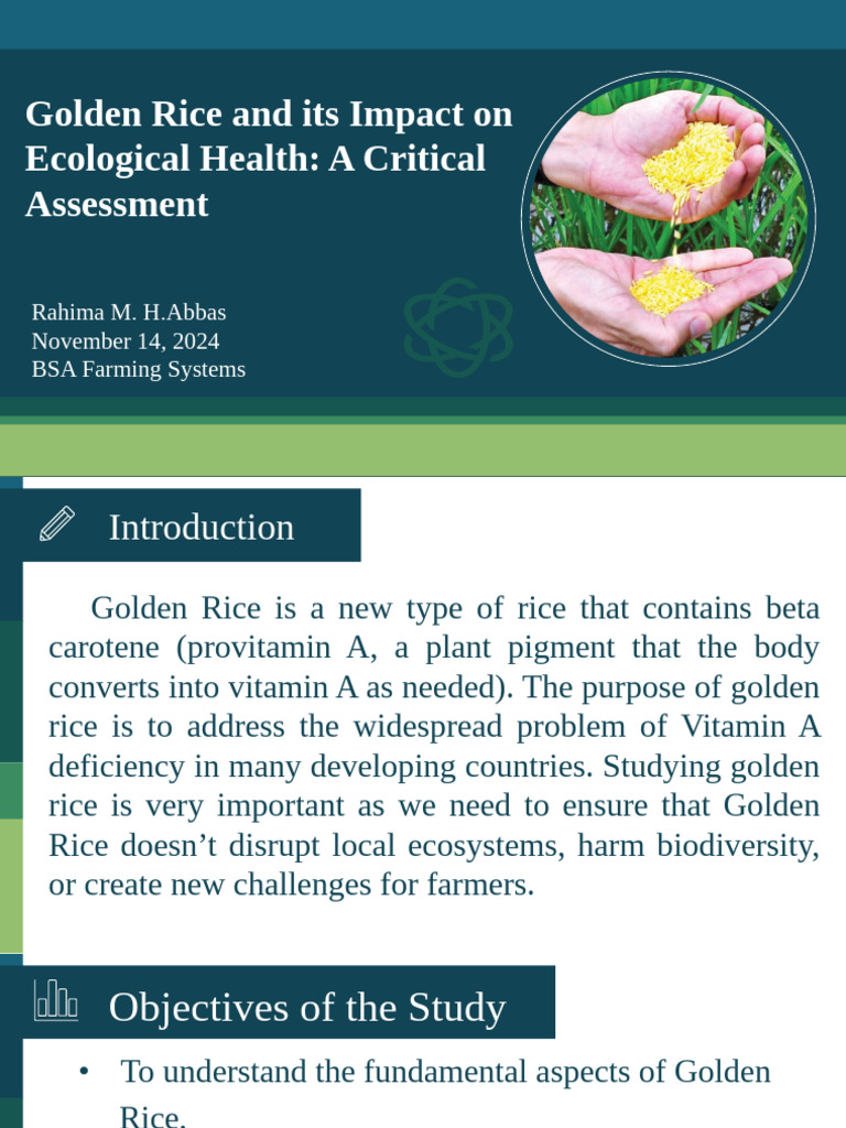 Golden Rice H.abbaS Edited | PDF | Rice