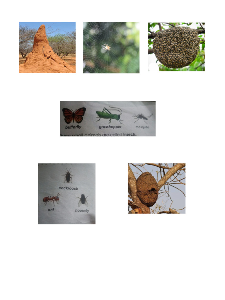 Insects | PDF