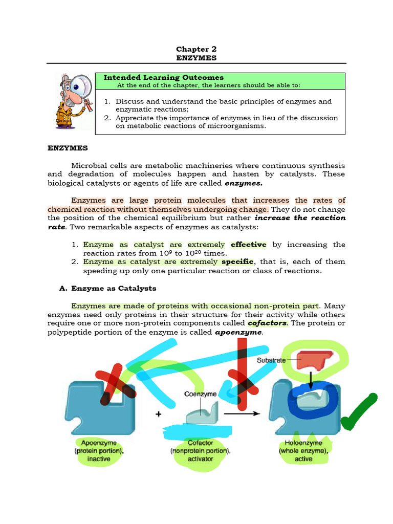 Chapter 6.1 Enzymes and Metabolism 2 | PDF | Enzyme | Cofactor ...