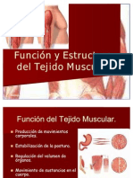 Función y Estructura Del Tejido Muscular