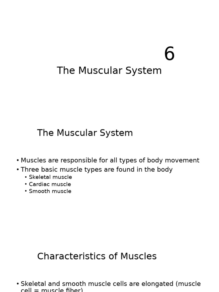 MUSCULAR | PDF | Human Leg | Motor Neuron