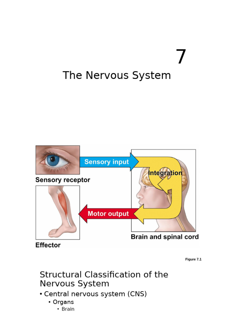 NEURO | PDF | Central Nervous System | Axon