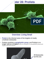 Chapter 28 Protists