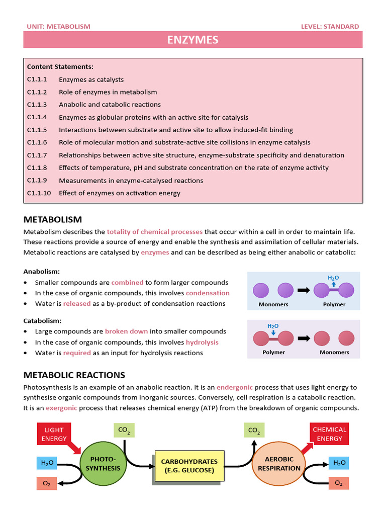 3.1 Enzymes notes by bio ninja | PDF | Enzyme | Metabolism