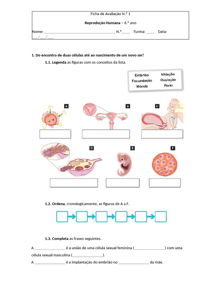 6º Reprodução Humana | PDF