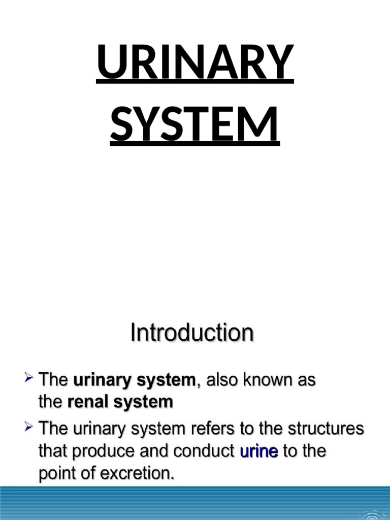 Overview of Urinary and Reproductive Systems | PDF | Urinary System ...