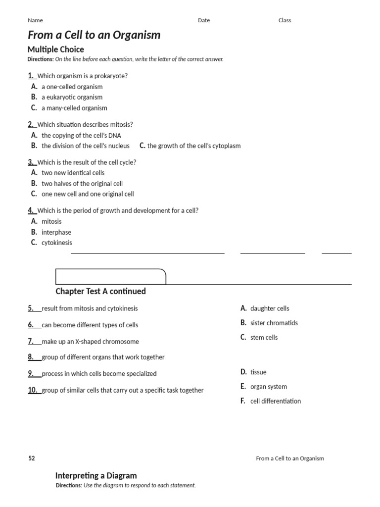 Chapter 3 Study Guide-Word | PDF | Cell (Biology) | Mitosis