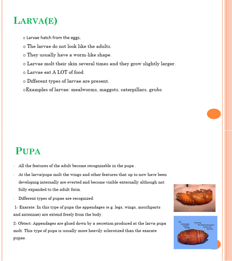 Larvae and Pupae: Types and Features | PDF