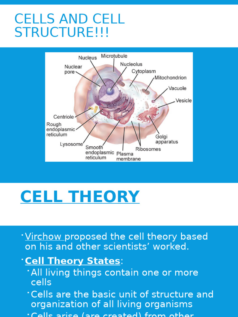 Carbon Time Cell Structure | PDF | Cell (Biology) | Endoplasmic Reticulum