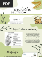 Proceso de Molienda de Trigo Moderno | PDF | Trigo | Harina