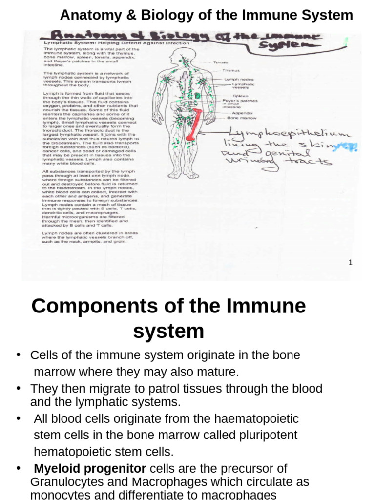 Immune System Anatomy and Function | PDF | Adaptive Immune System ...
