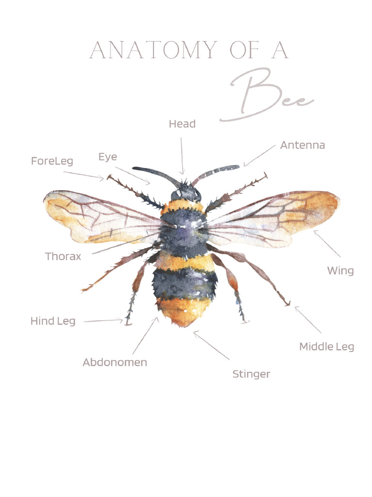 12 Pack Bee Study | PDF