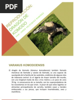Dragon de Komodo