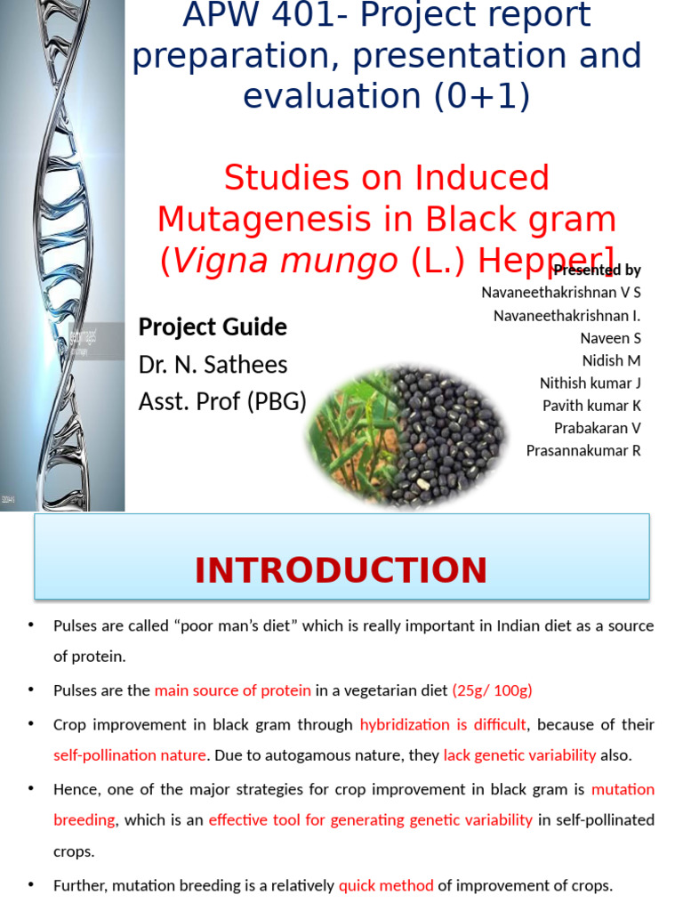 Ncat Project Ems Black Gram | PDF | Seed | Plant Breeding