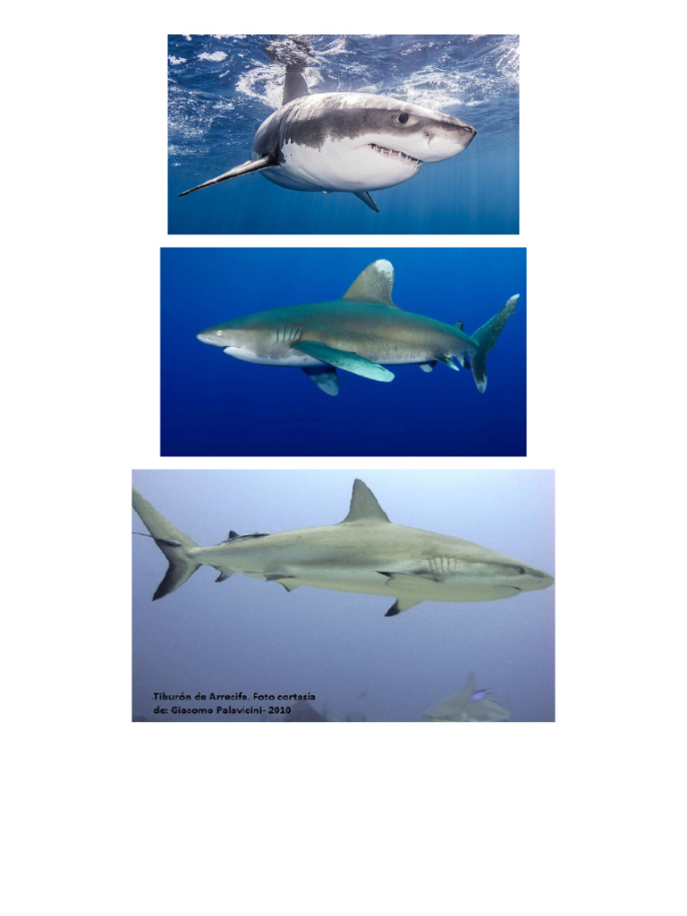Canva tiburones pdf