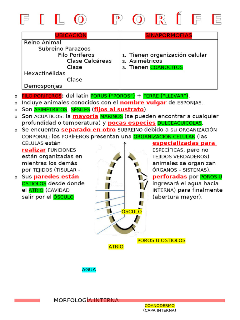 Filo Poríferos | PDF