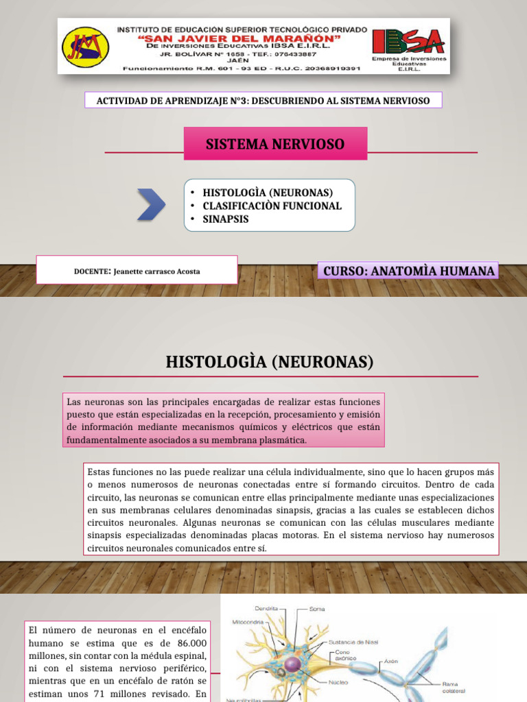 Anatomía del Sistema Nervioso: Neuronas y Sinapsis | PDF | Sinapsis ...