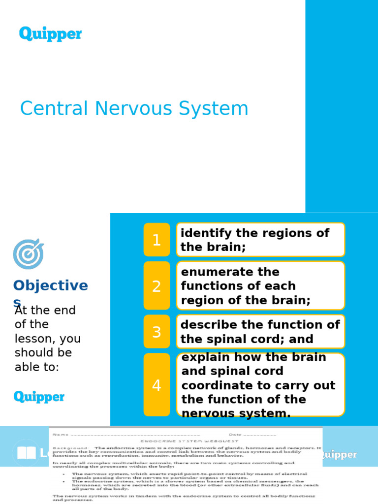 Overview of the Central Nervous System | PDF | Vertebral Column | Brainstem