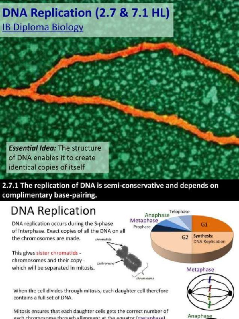 DNA Replication-IB | PDF