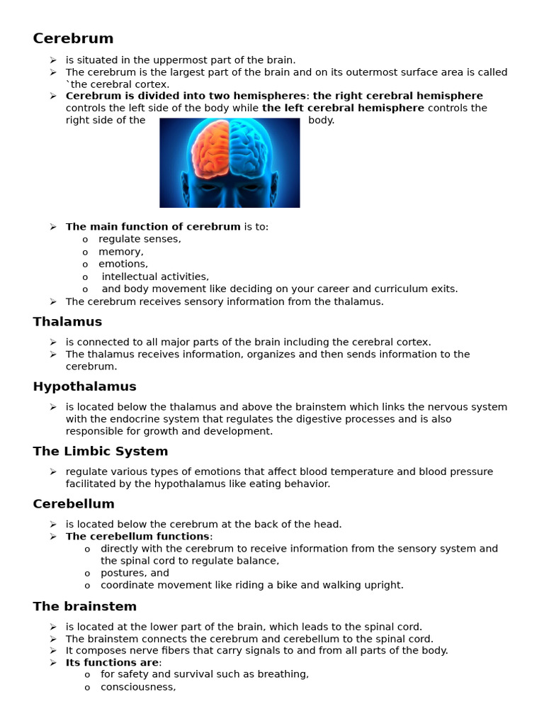 Understanding Brain Functions and Structures | PDF | Cerebrum ...