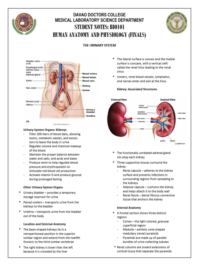 Urinary System Anatomy and Function | PDF | Kidney | Angiotensin