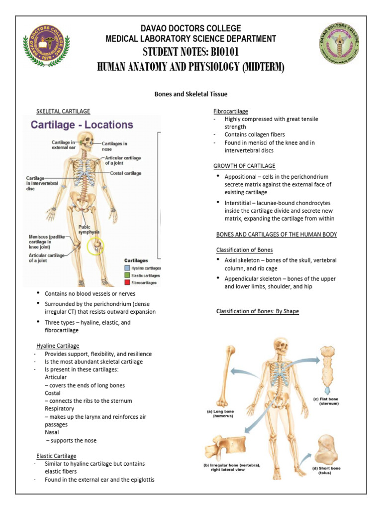 BIO101 Student Notes MIDTERM The Skeletal System | PDF | Bone | Cartilage
