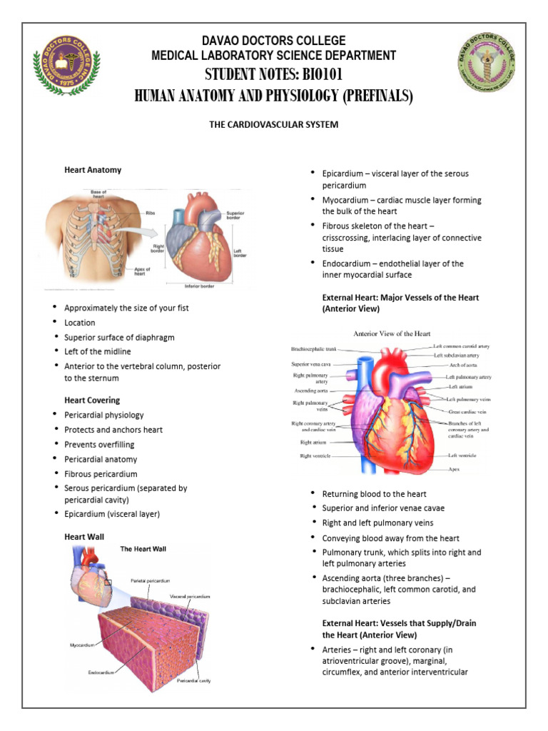 Human Anatomy: Cardiovascular System Notes | PDF | Heart | Ventricle ...