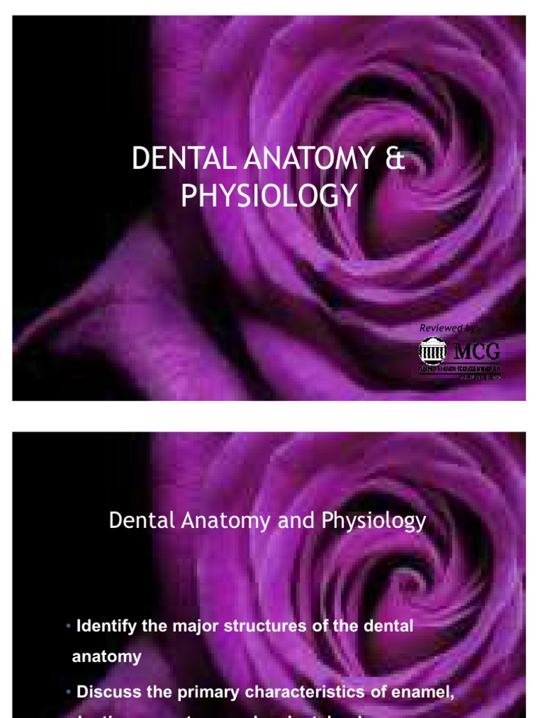 Dental Anatomy PDF Human Tooth Tooth