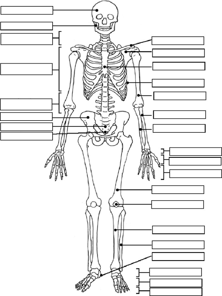 Collin Tengeres - Skeleton - Blank | PDF
