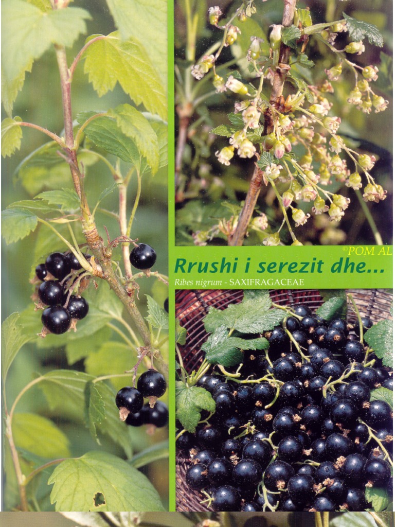 Rrushi Serezit Dhe Rrushi I Frengut | PDF