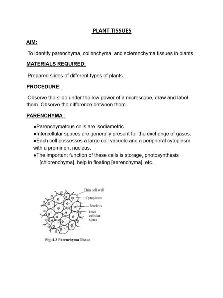 Plant Tissue | PDF