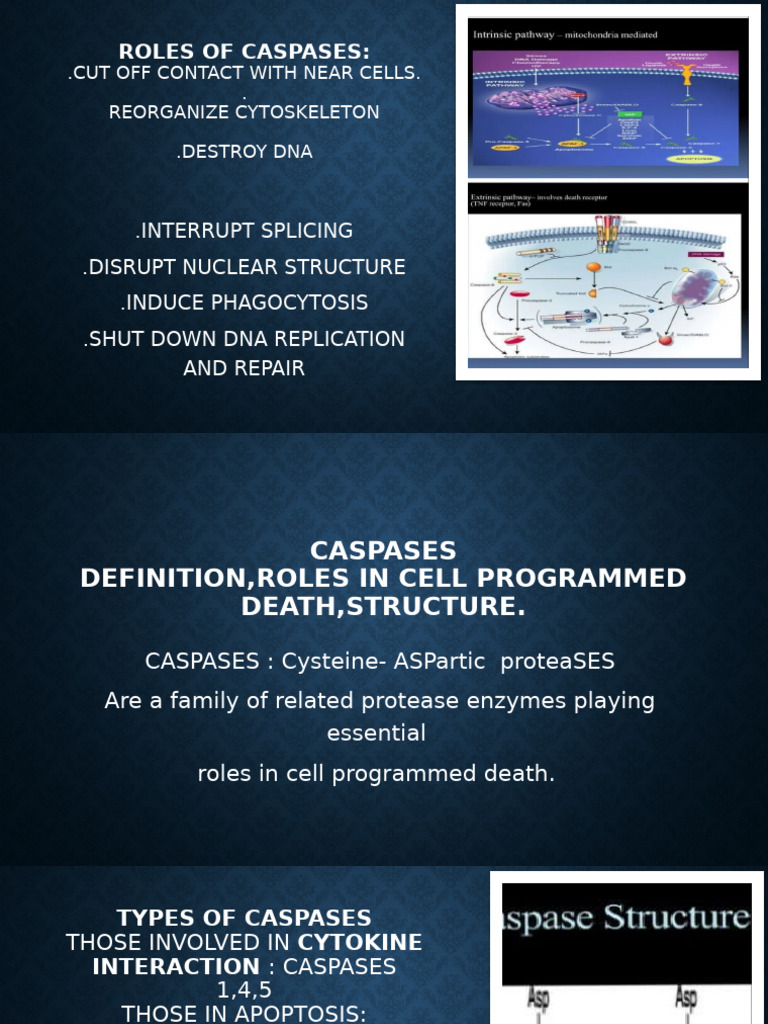 CASPASES | PDF