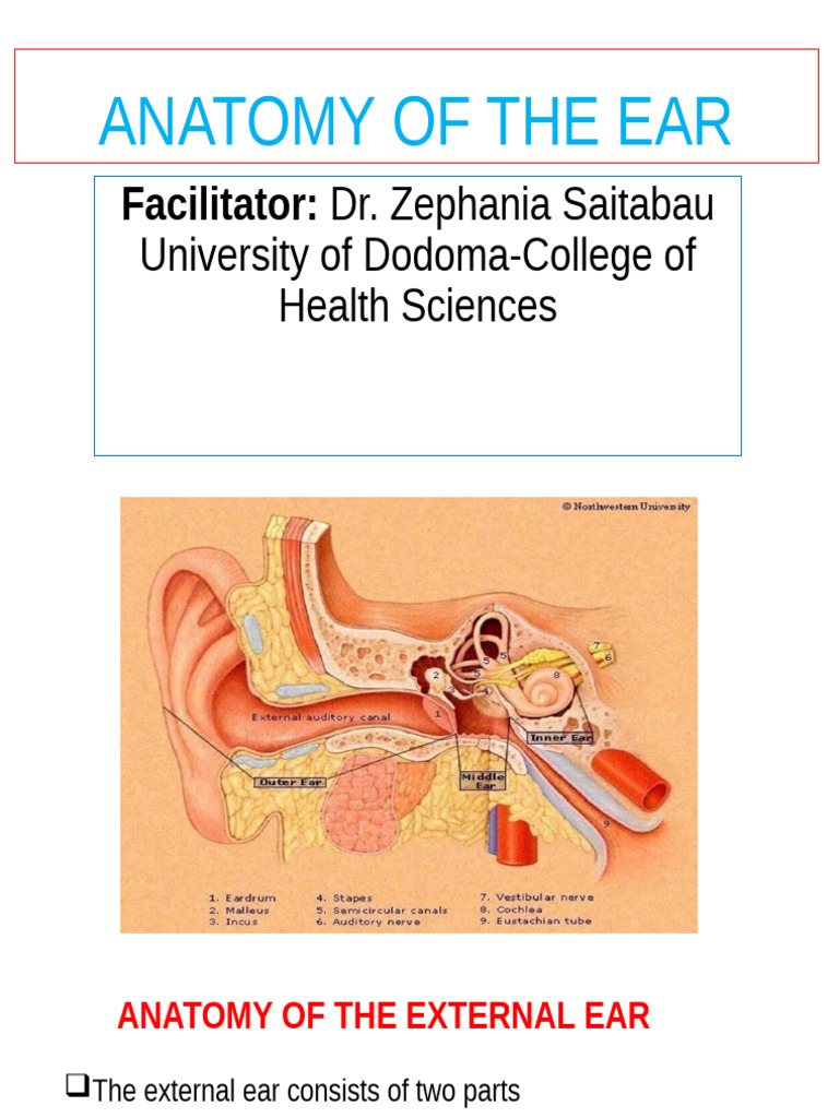 1.anatomy of The Ear-1 01 | PDF | Ear | Human Anatomy