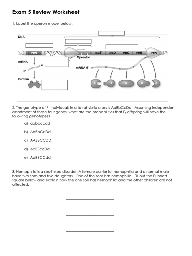 Exam 5 Review Worksheet Pdf