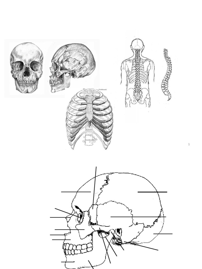 Huesos y Articulaciones Del Esqueleto Axial | PDF | Vértebra | Tórax