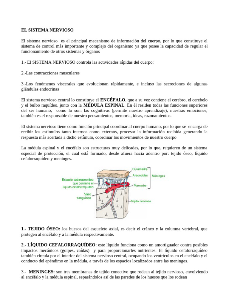 Guía N°2 Sistema Nervioso | PDF | Sinapsis | Neurona